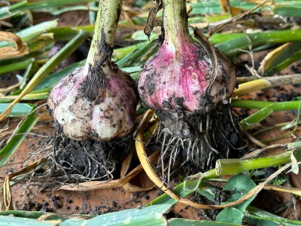 Garlic and assorted vegetables arranged for a harvest photo.